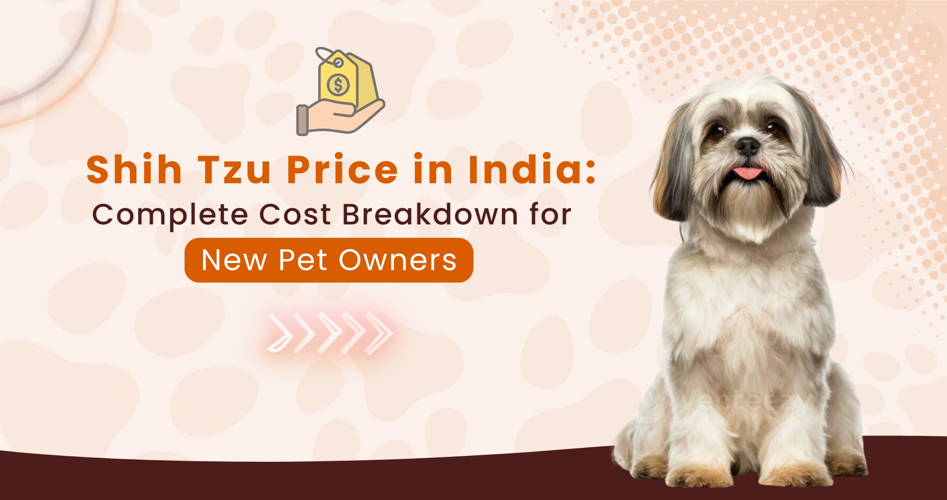 Shih Tzu Price in India: Complete Cost Breakdown for New Pet Owners